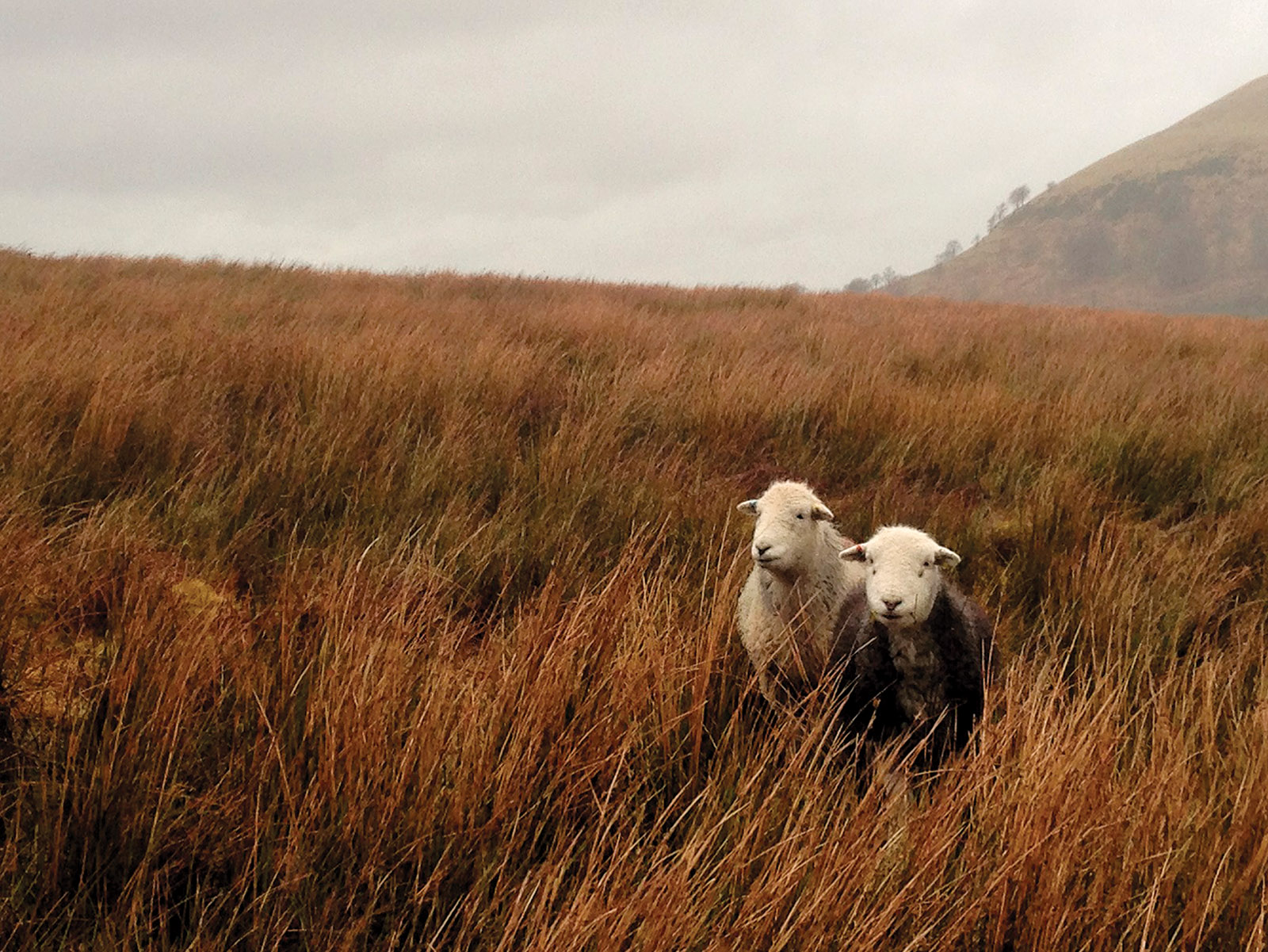 Oprigtighed Ekspression Ja Where Sheep May Safely Graze | by Caroline Fraser | The New York Review of  Books
