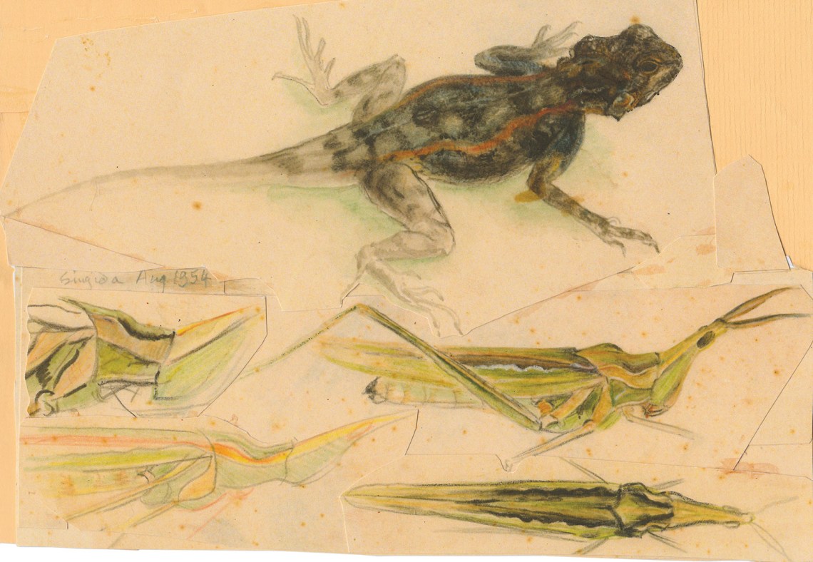 Jonathan Kingdon’s sketches of an agama lizard and a Nsenene bush cricket