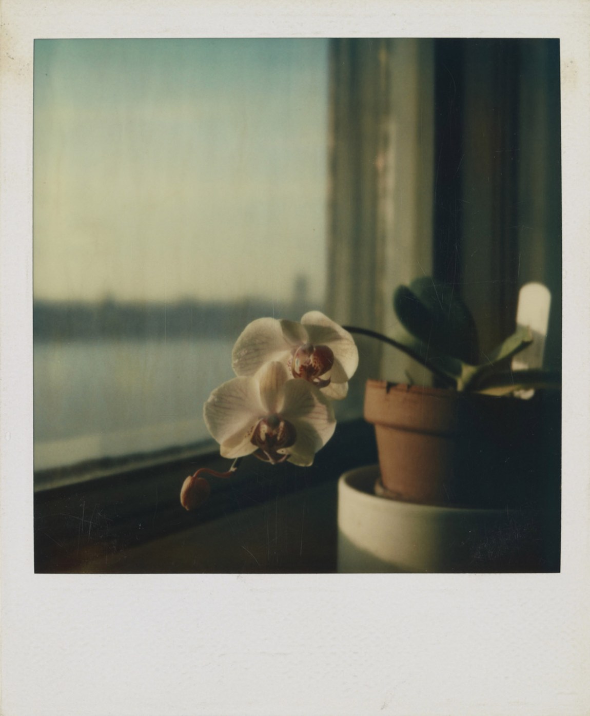 Polaroid of an orchid taken by Ralph Ellison in his apartment on Riverside Drive in Manhattan, 1972–1994